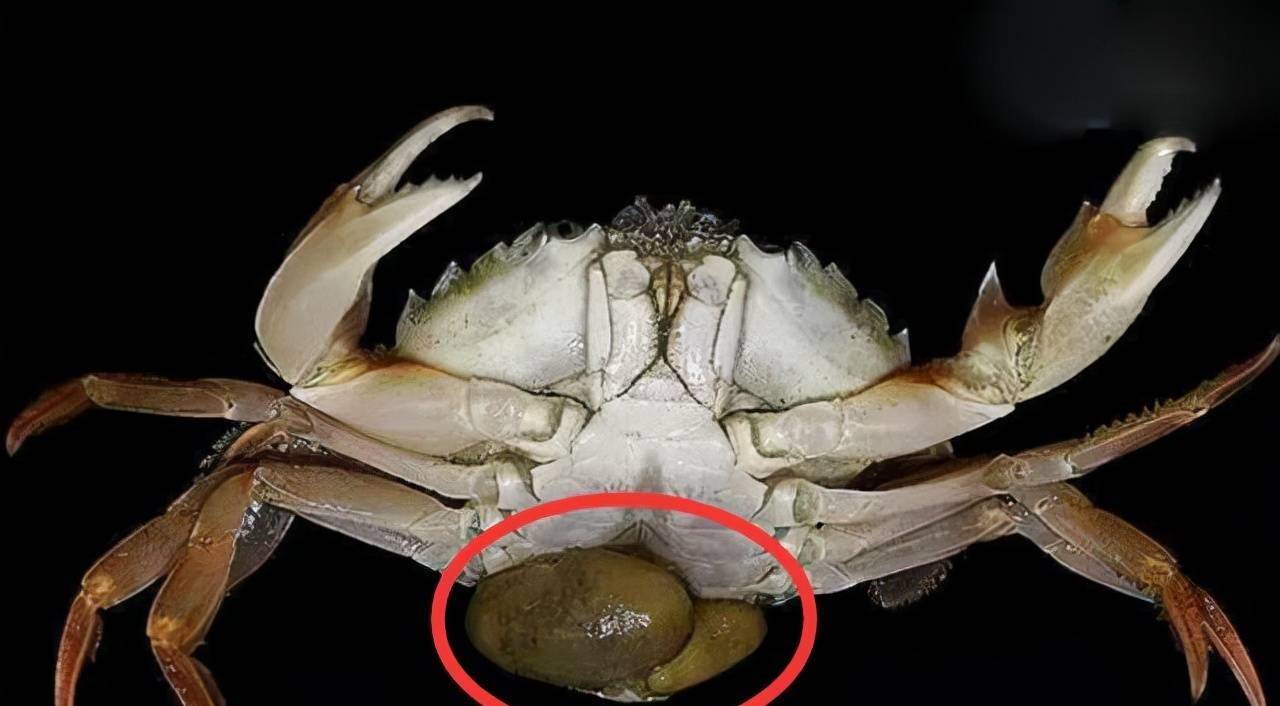可以控制螃蟹的蟹奴为什么死掉的螃蟹不能吃，是如何掏空螃蟹的？寄生后螃蟹还能不能吃？