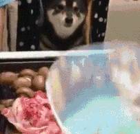 搞笑GIF：媳妇为什么死掉的螃蟹不能吃，你蒸的这锅黑螃蟹能吃吗？