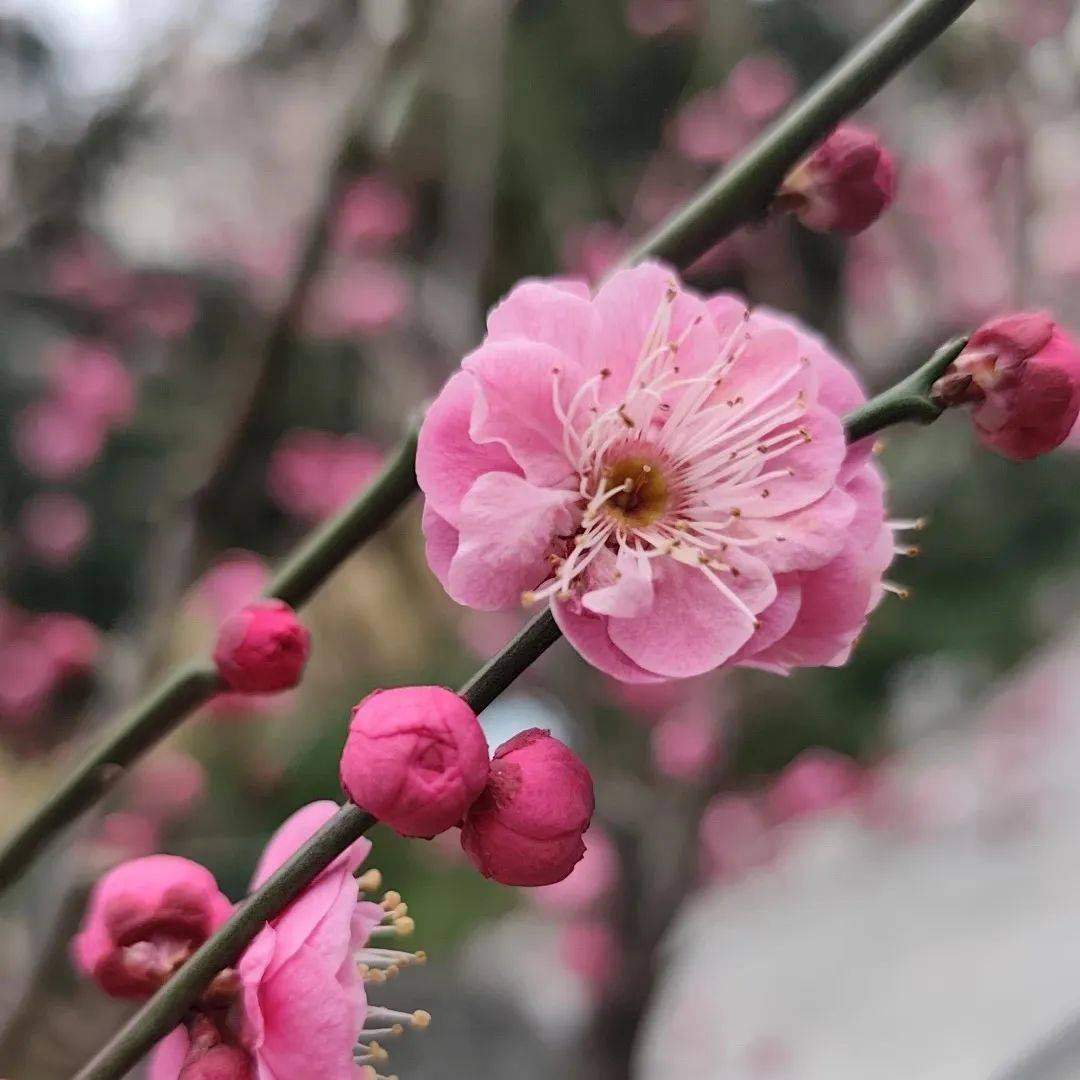 探徐汇｜春日<a href='http://aimai.cc/
' target='_blank'>好物推荐</a>！漫步衡复街区<a href='http://aimai.cc/
' target='_blank'>好物推荐</a>，一起寻春去