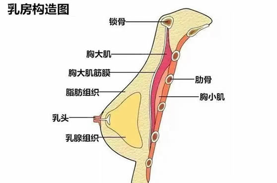 女生的胸长什么样图片(乳房构造图各种胸型图片)